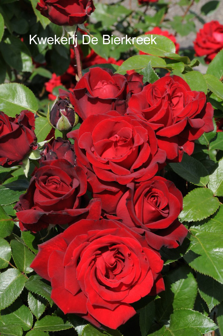 Rosa 'Ingrid Bergman'