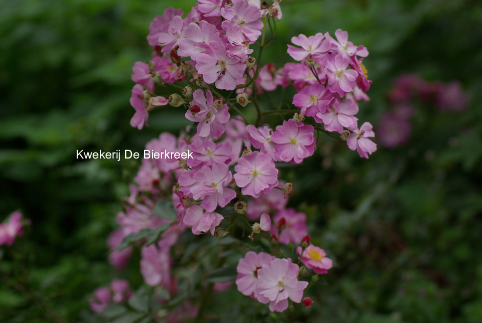 Rosa 'Interlav' (LAVENDER DREAM)