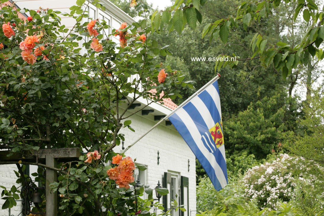 Rosa 'Korlawe' (WESTERLAND)