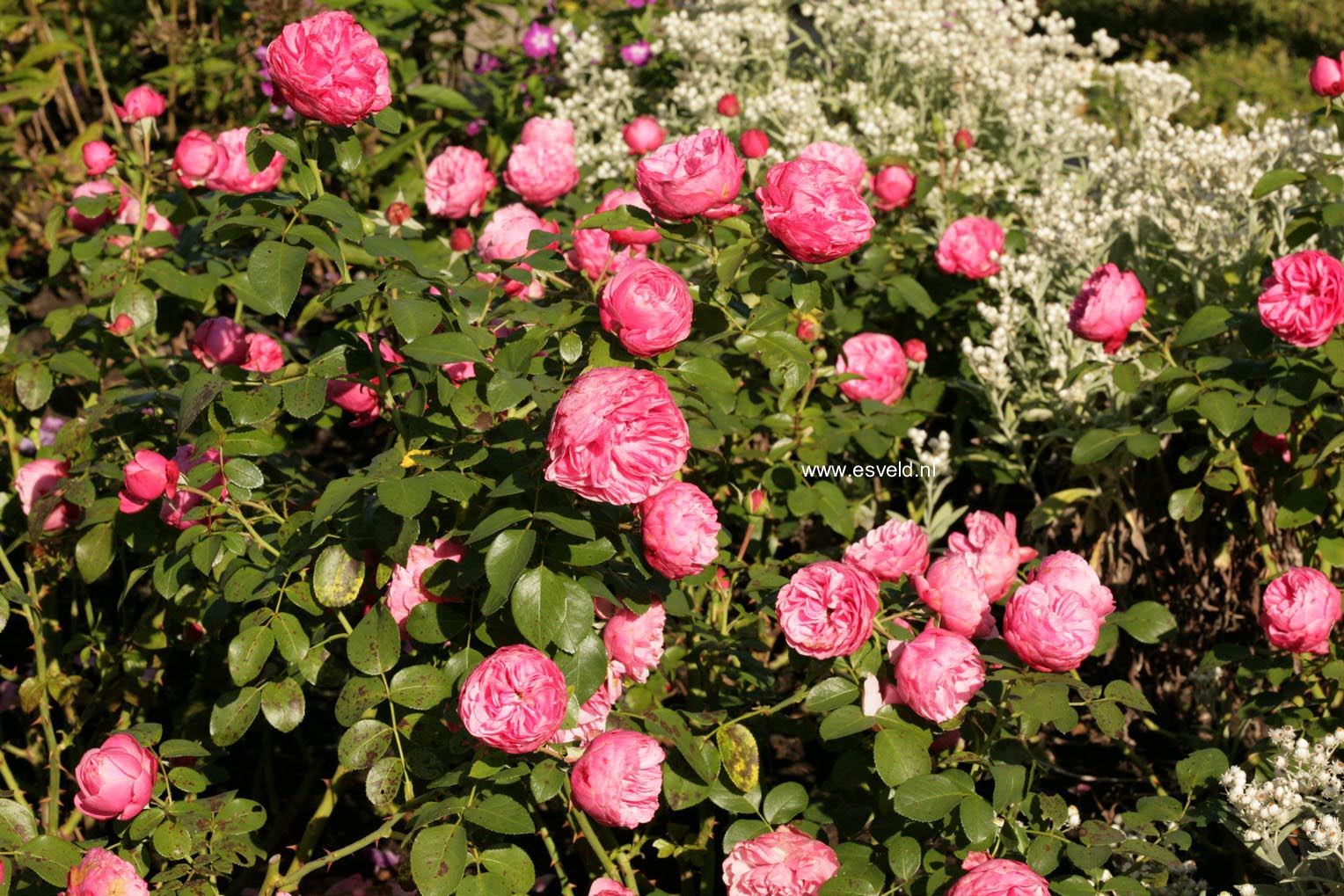 Rosa 'Meideauri' (LEONARDO DA VINCI)