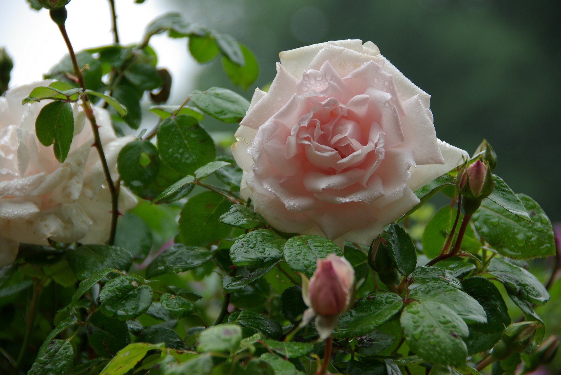 Rosa 'New Dawn'