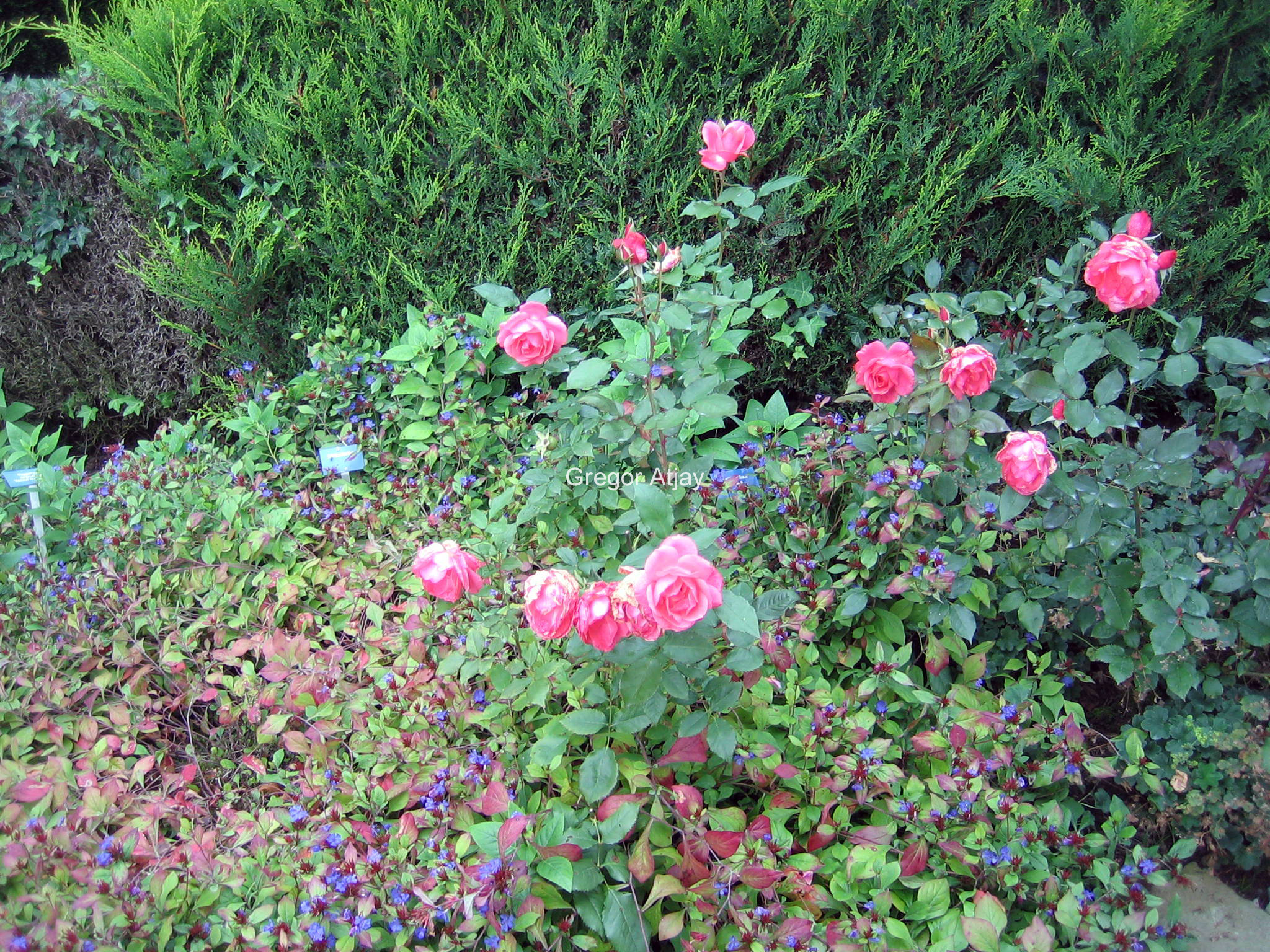 Rosa 'Pernille Poulsen'