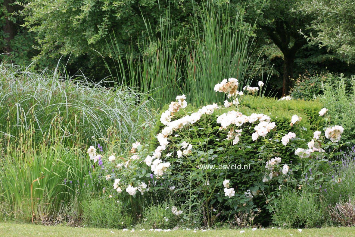 Rosa 'Schneewittchen' (KORBIN)