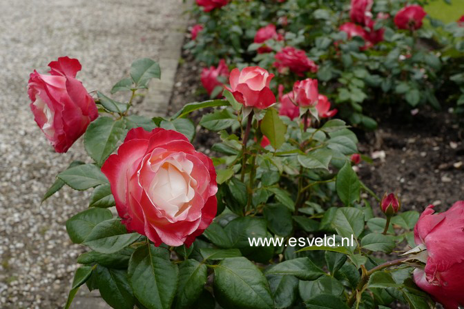 Rosa 'Taneiglab' (NOSTALGIE)