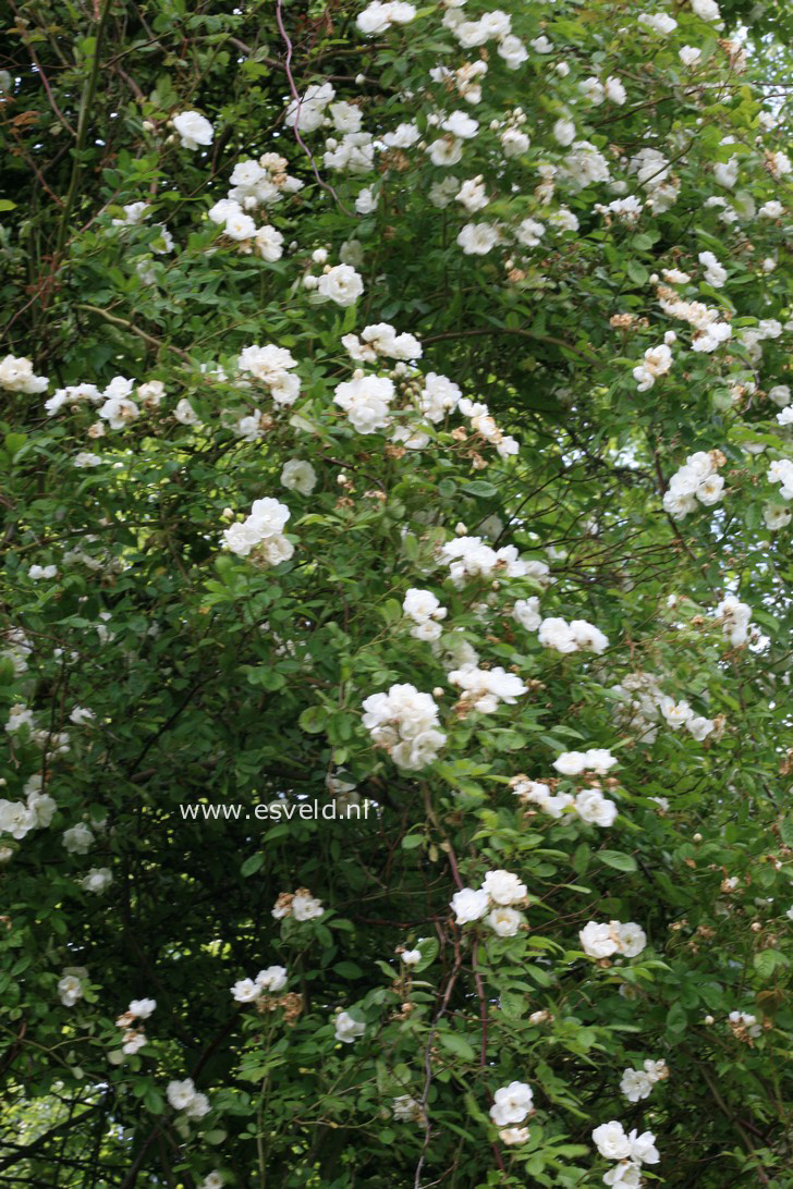 Rosa filipes 'Kiftsgate'