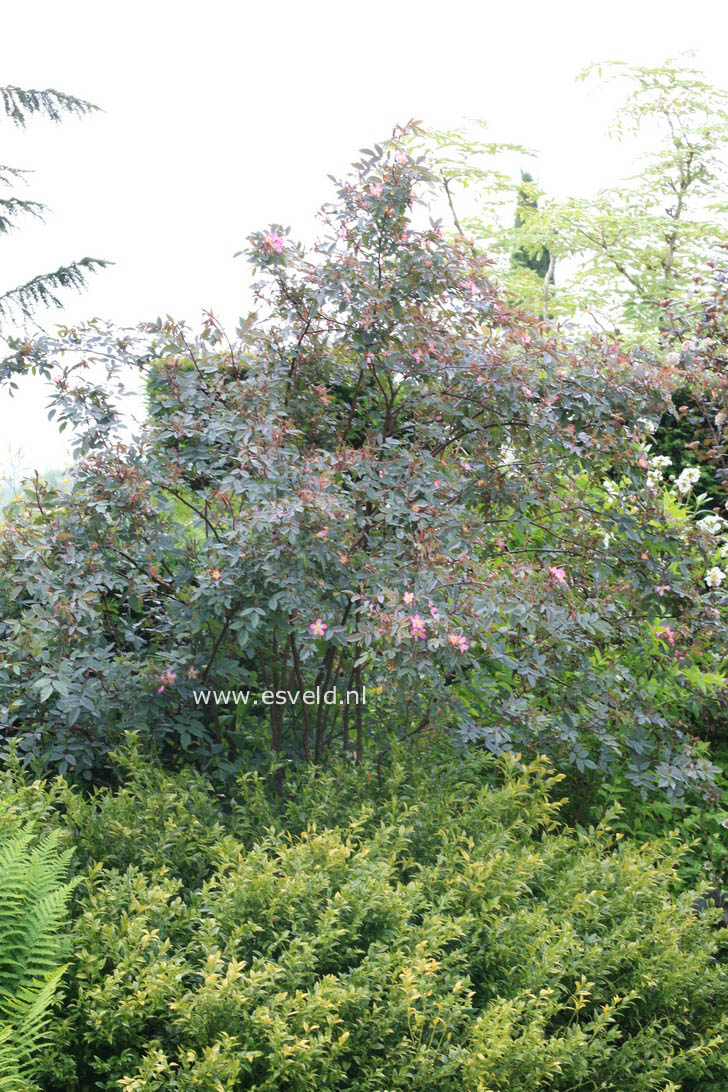 Rosa glauca