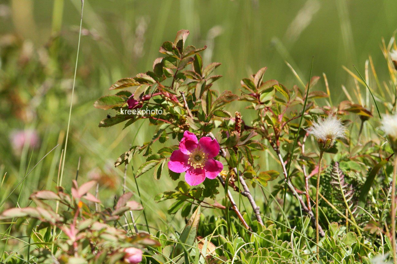 Rosa pendulina