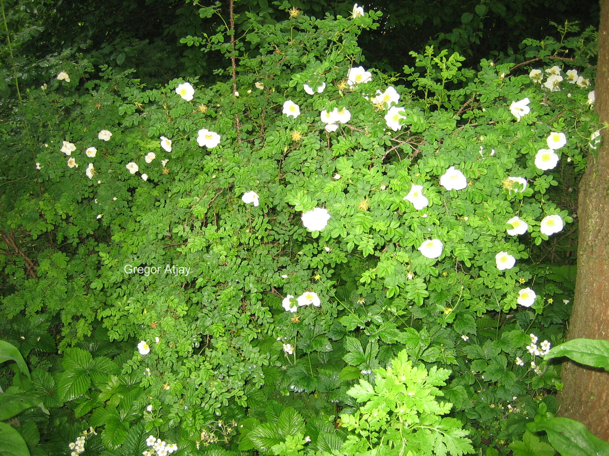 Rosa pimpinellifolia