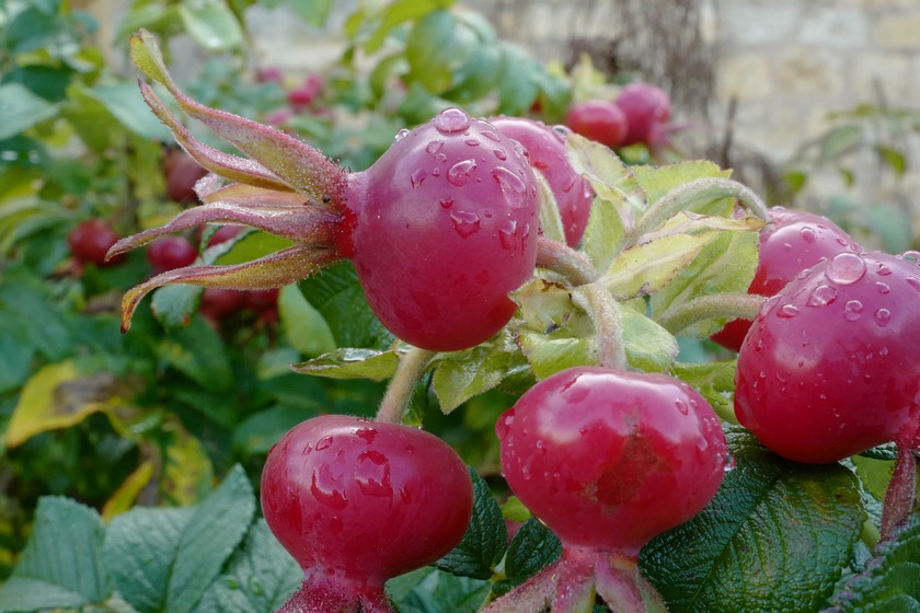 Rosa rugosa