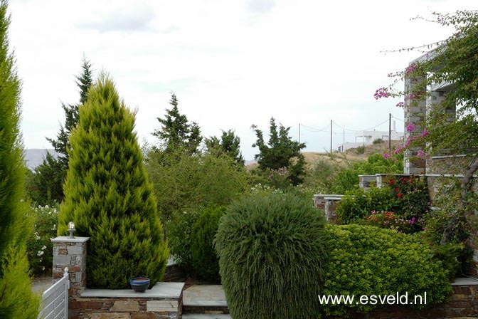 Rosmarinus officinalis 'Capri'