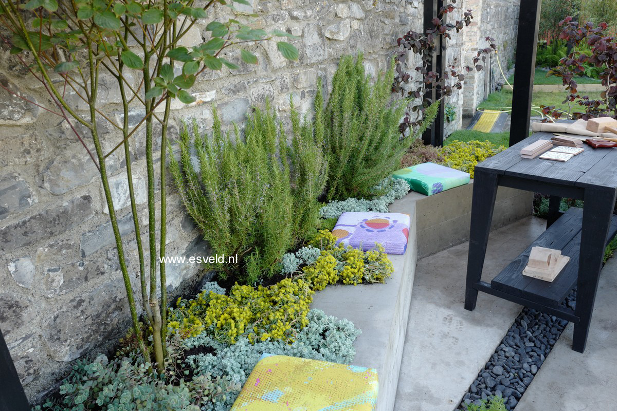 Rosmarinus officinalis