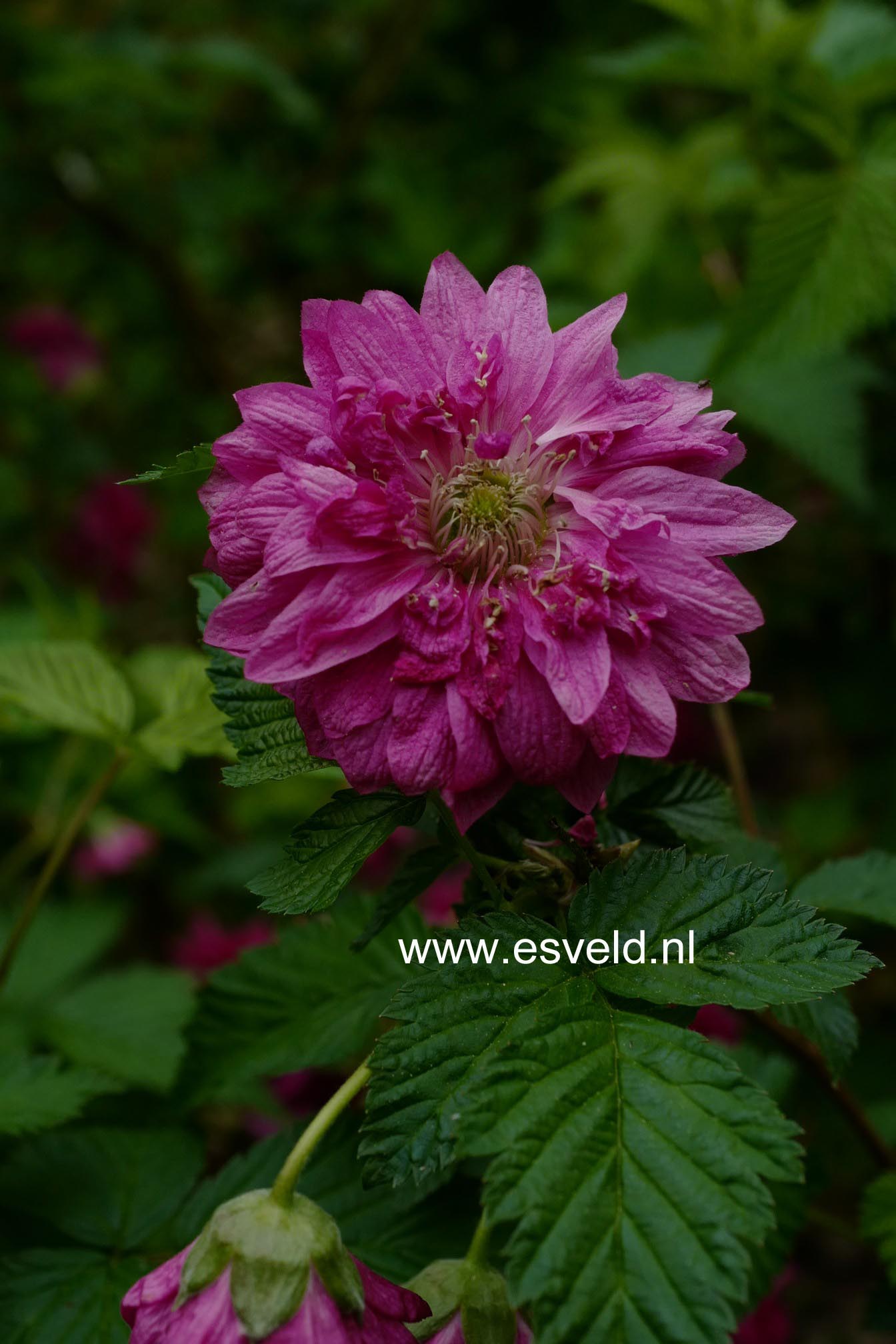 Rubus spectabilis 'Olympic Double'