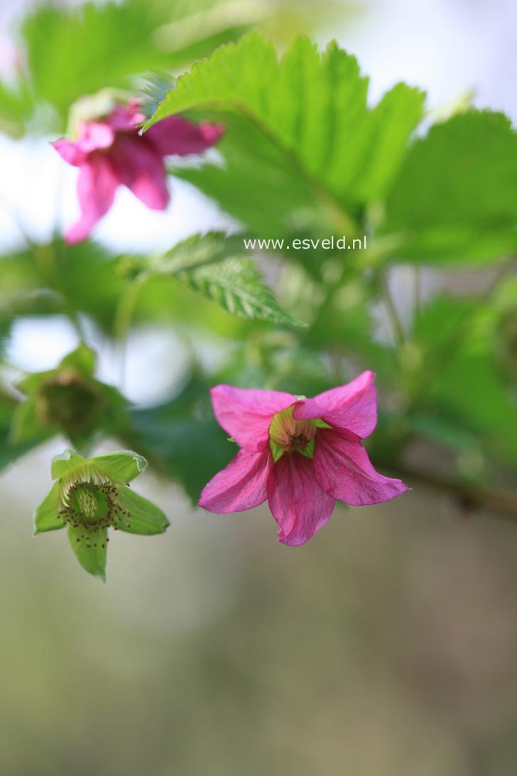 Rubus spectabilis