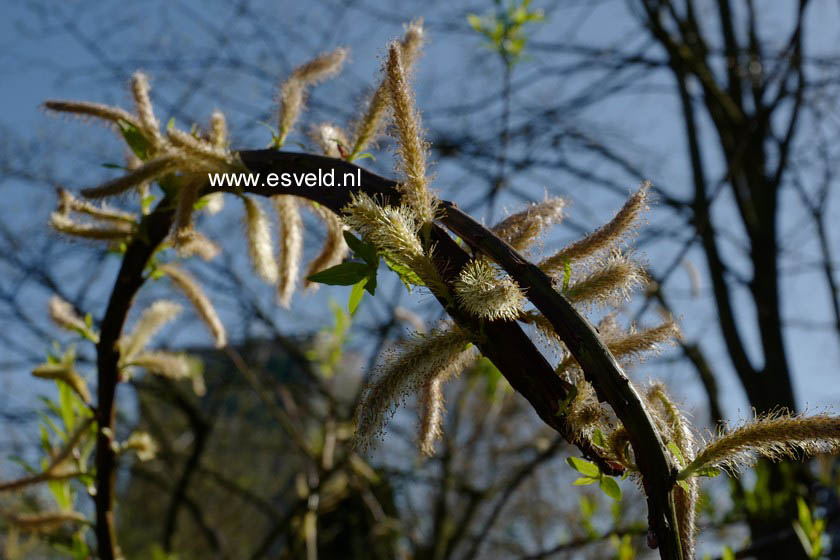 Salix udensis 'Sekka'