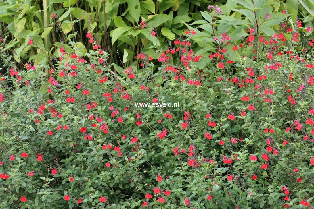 Salvia 'Royal Bumble'