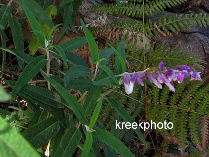 Salvia leucantha
