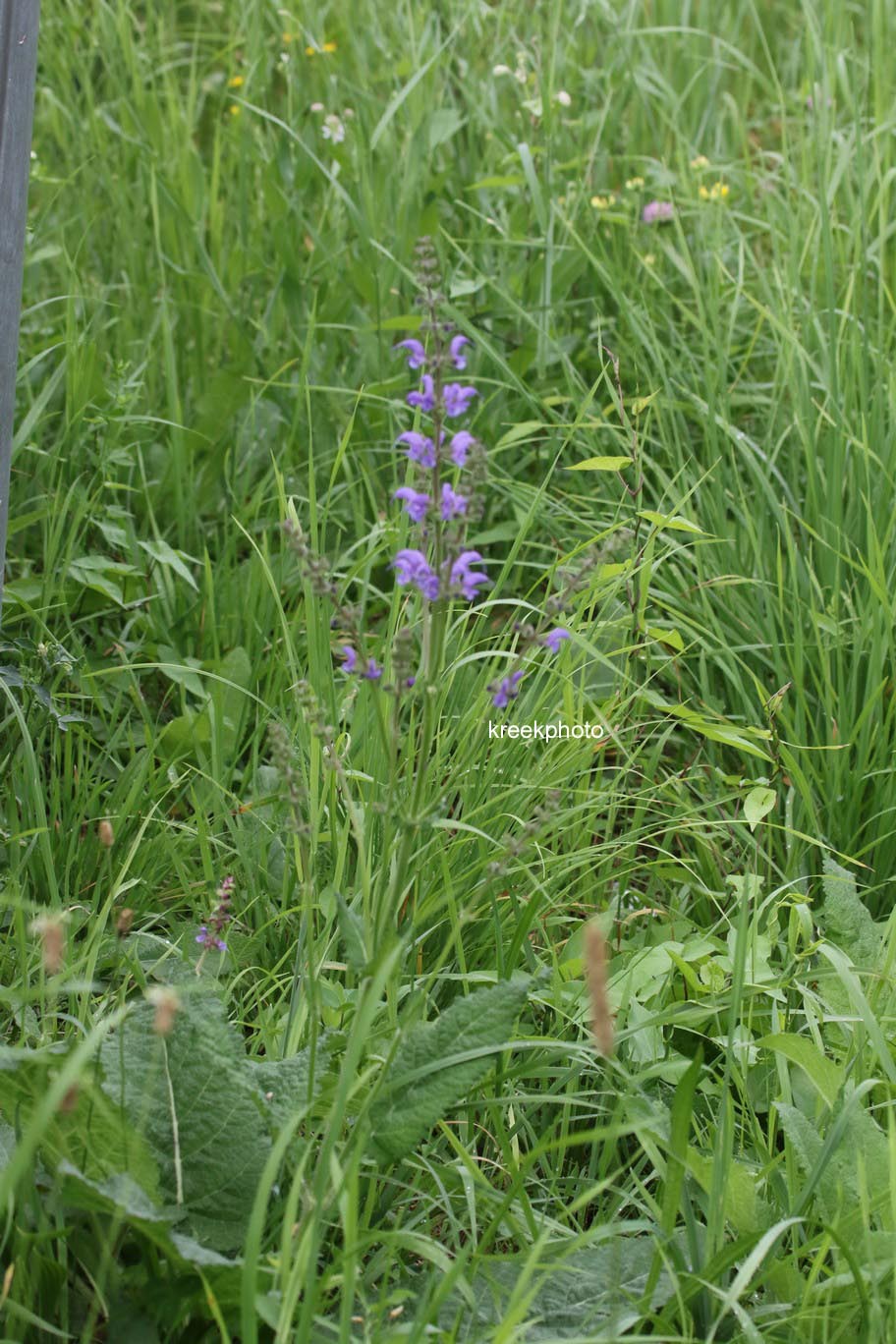 Salvia pratensis