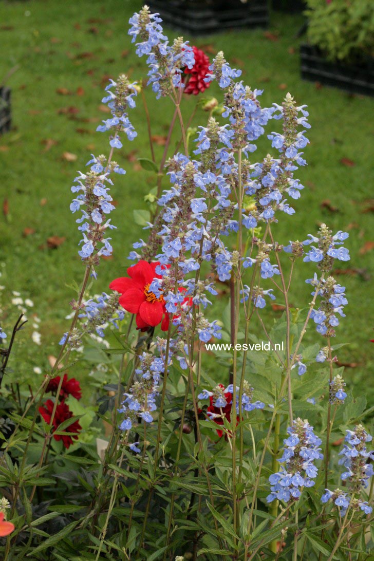 Salvia uliginosa