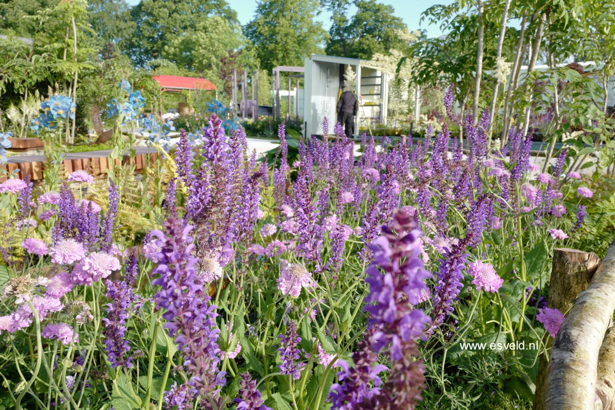 Salvia verticillata
