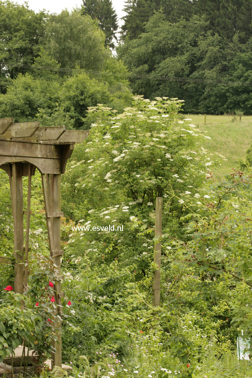 Sambucus nigra