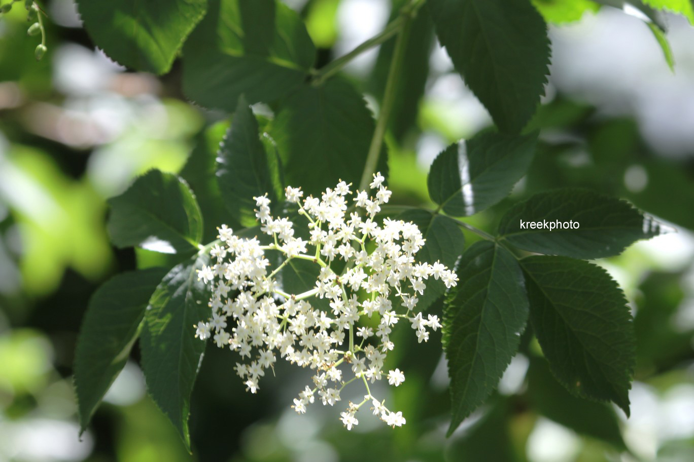 Sambucus racemosa