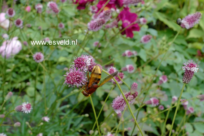 Sanguisorba officinalis 'Pink Tanna'