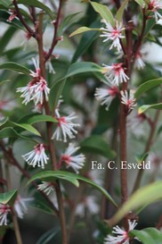 Sarcococca hookeriana digyna