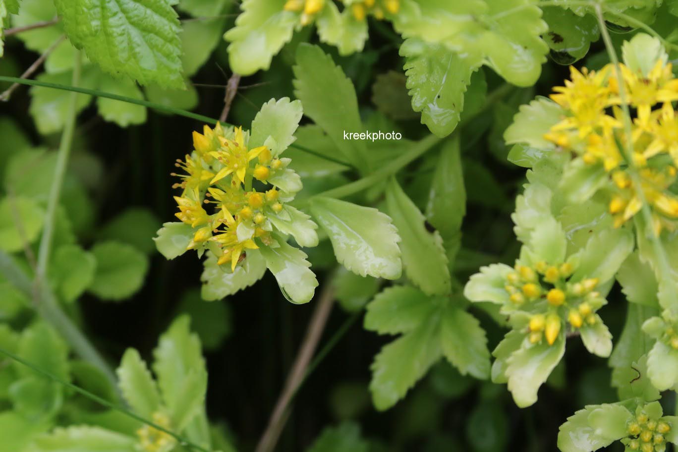 Sedum kamtschaticum