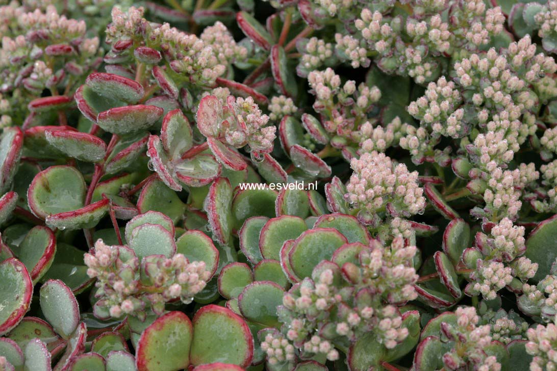 Sedum sieboldii