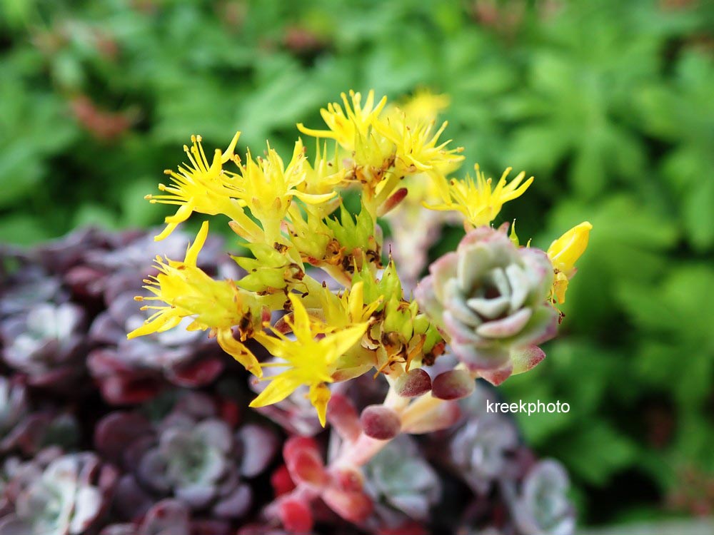 Sedum spathulifolium 'Purpureum'