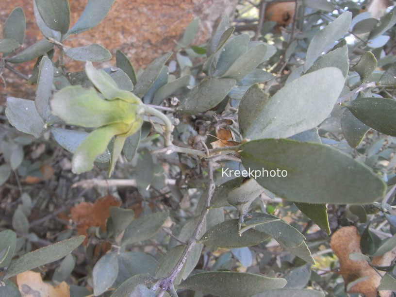 Simmondsia chinensis