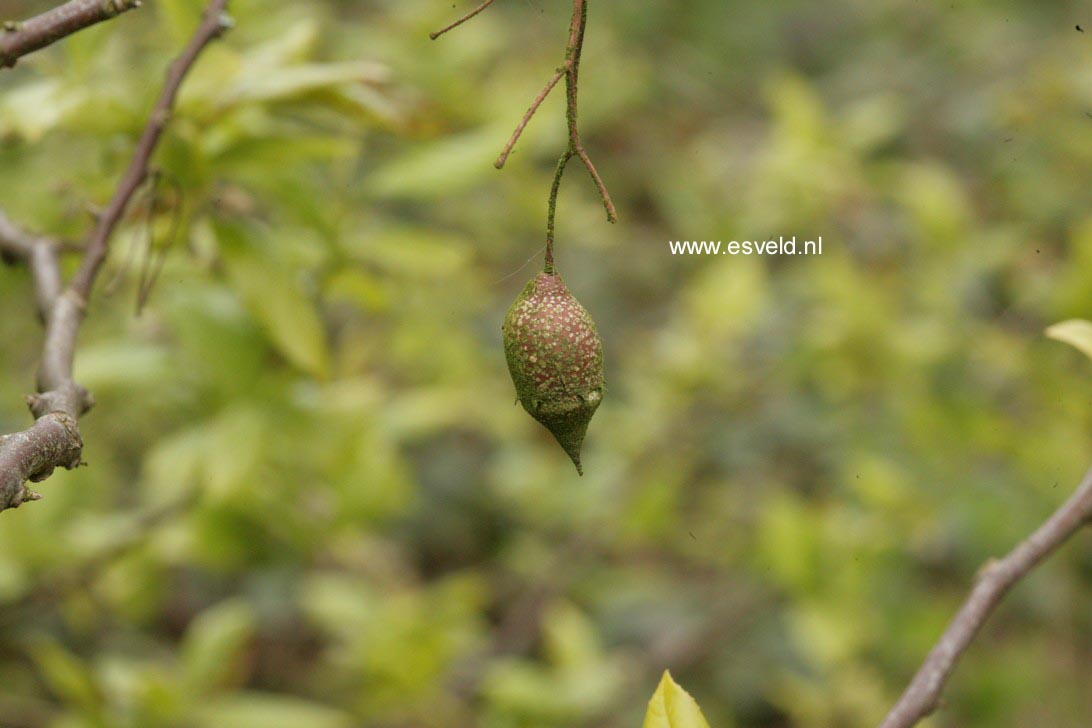 Sinojackia xylocarpa