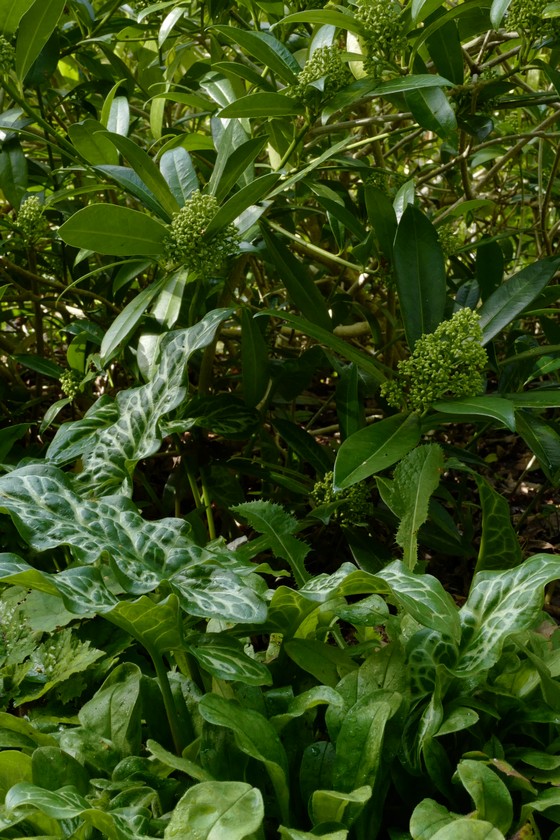 Skimmia confusa 'Kew Green'