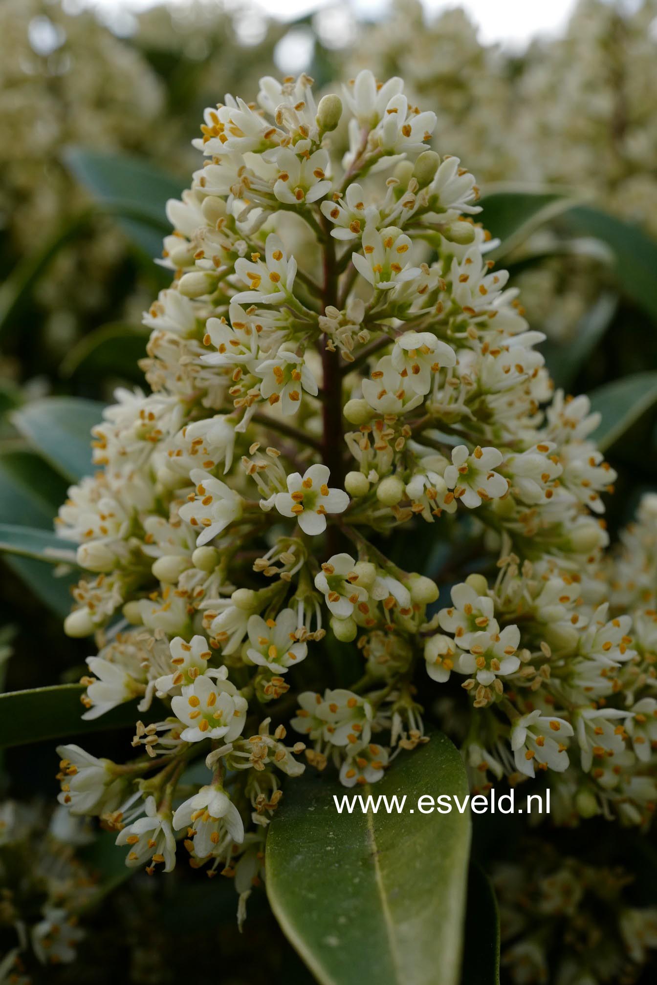 Skimmia japonica 'Fragrant Cloud'