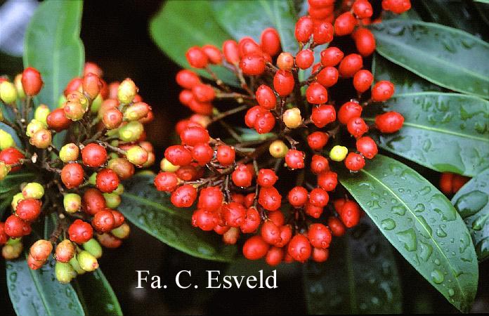 Skimmia japonica subsp. reevesiana