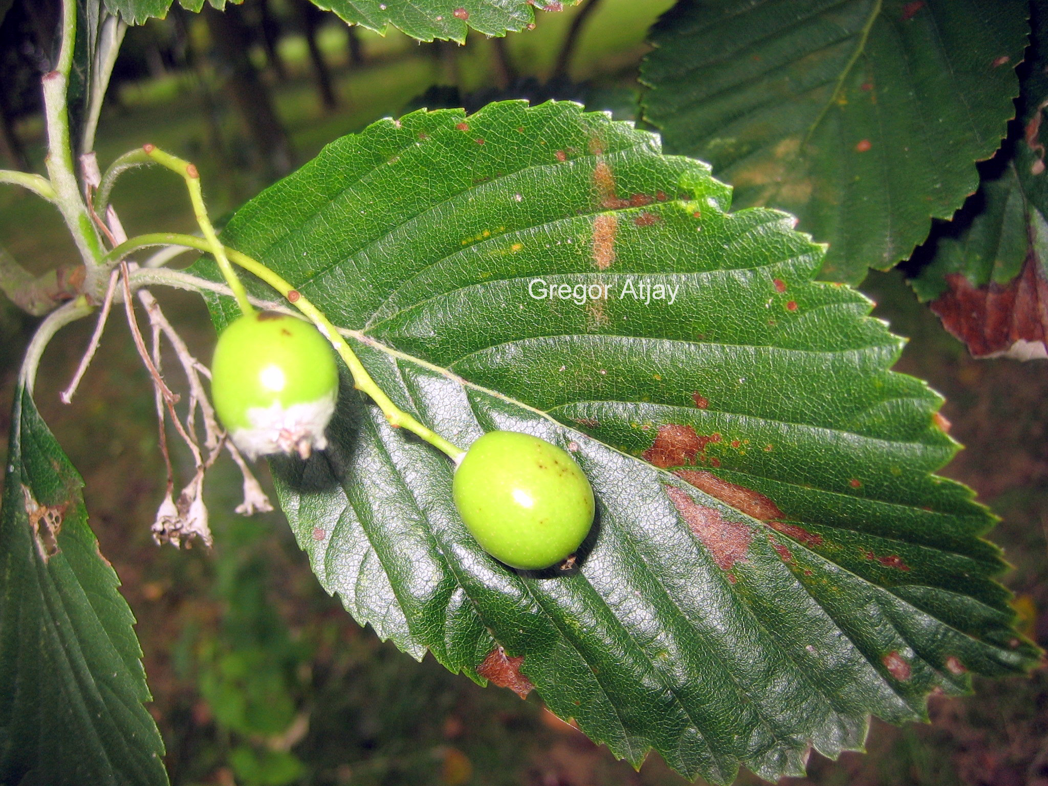 Sorbus aria 'Magnifica'