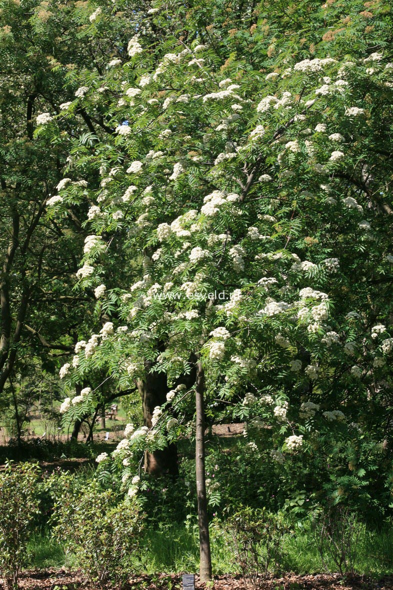Sorbus rufo-ferruginea