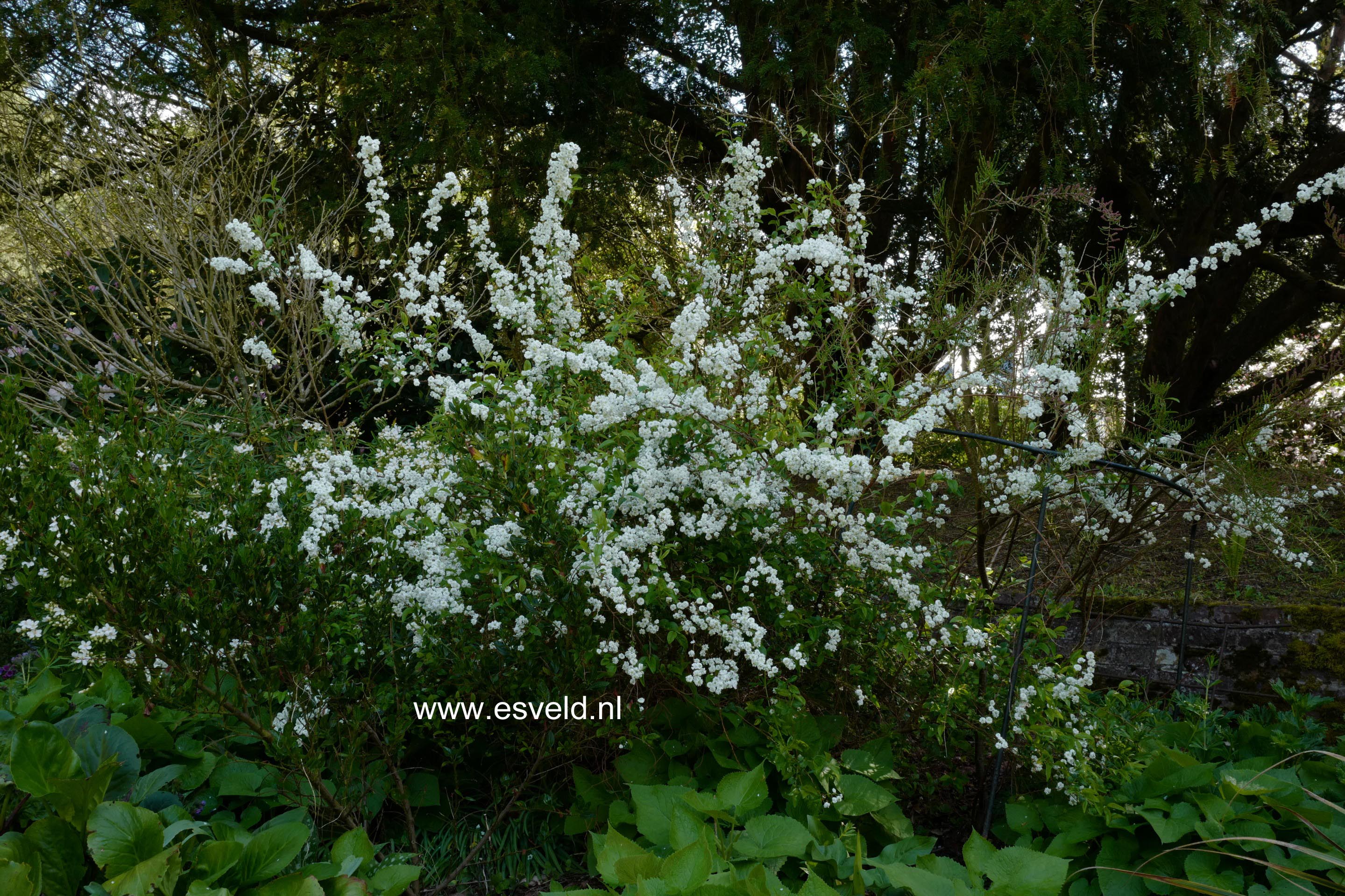 Spiraea prunifolia