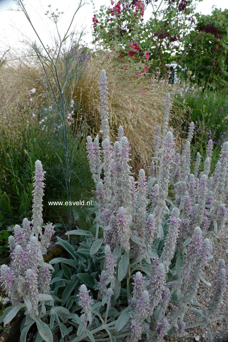 Stachys byzantina