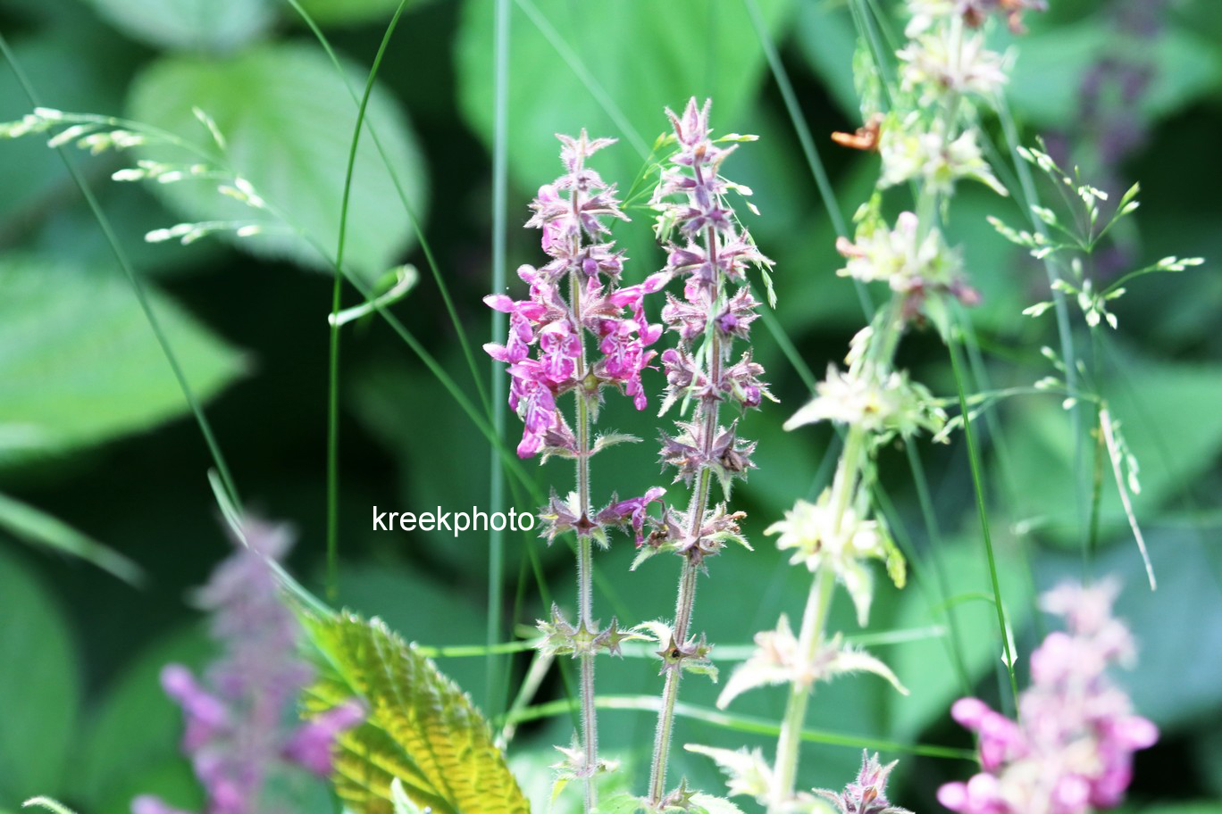 Stachys palustris