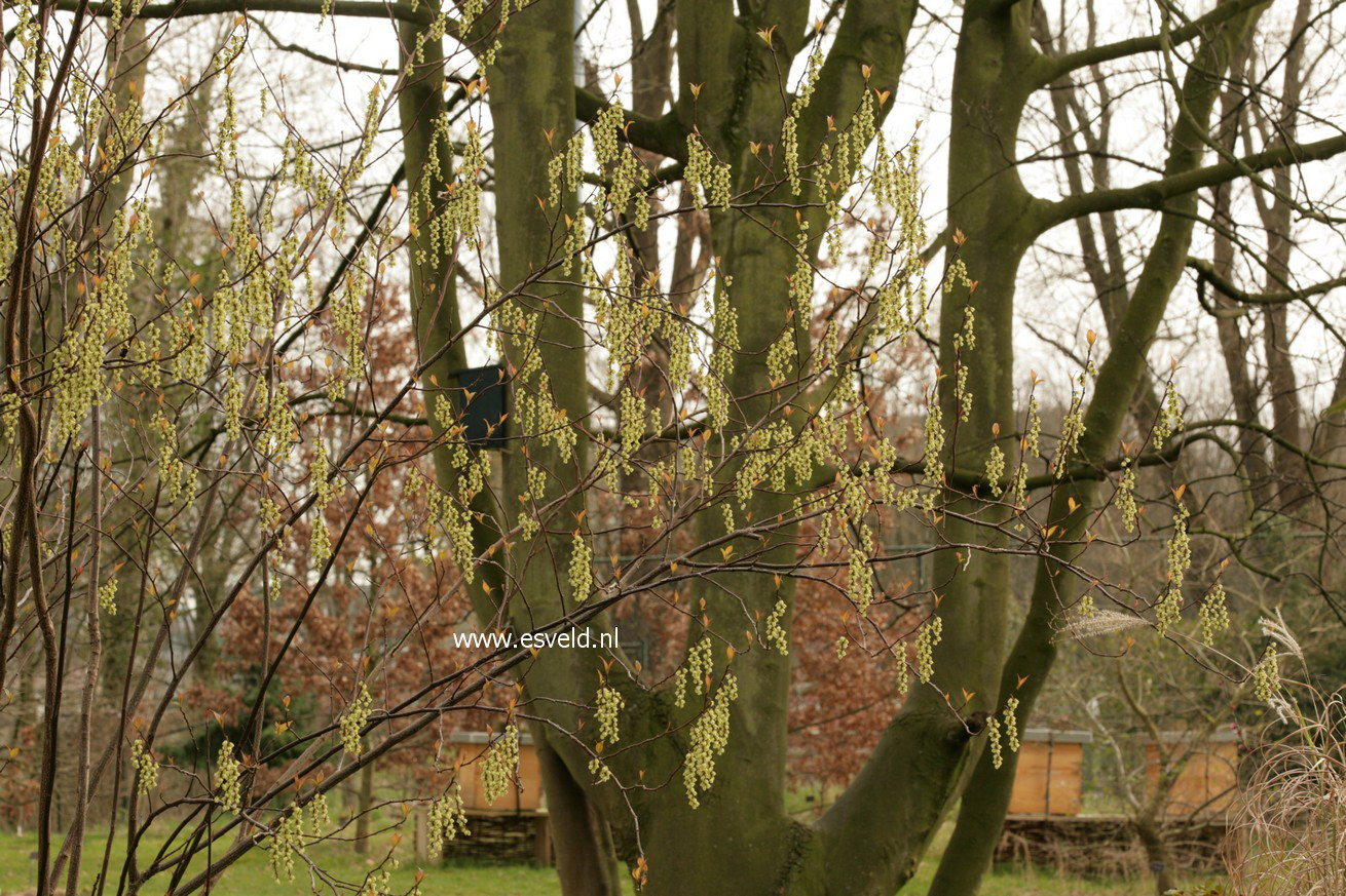Stachyurus chinensis 'Wonderful Image'