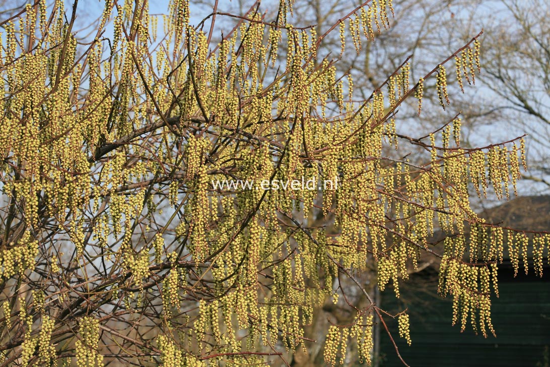 Stachyurus praecox 'Petra'