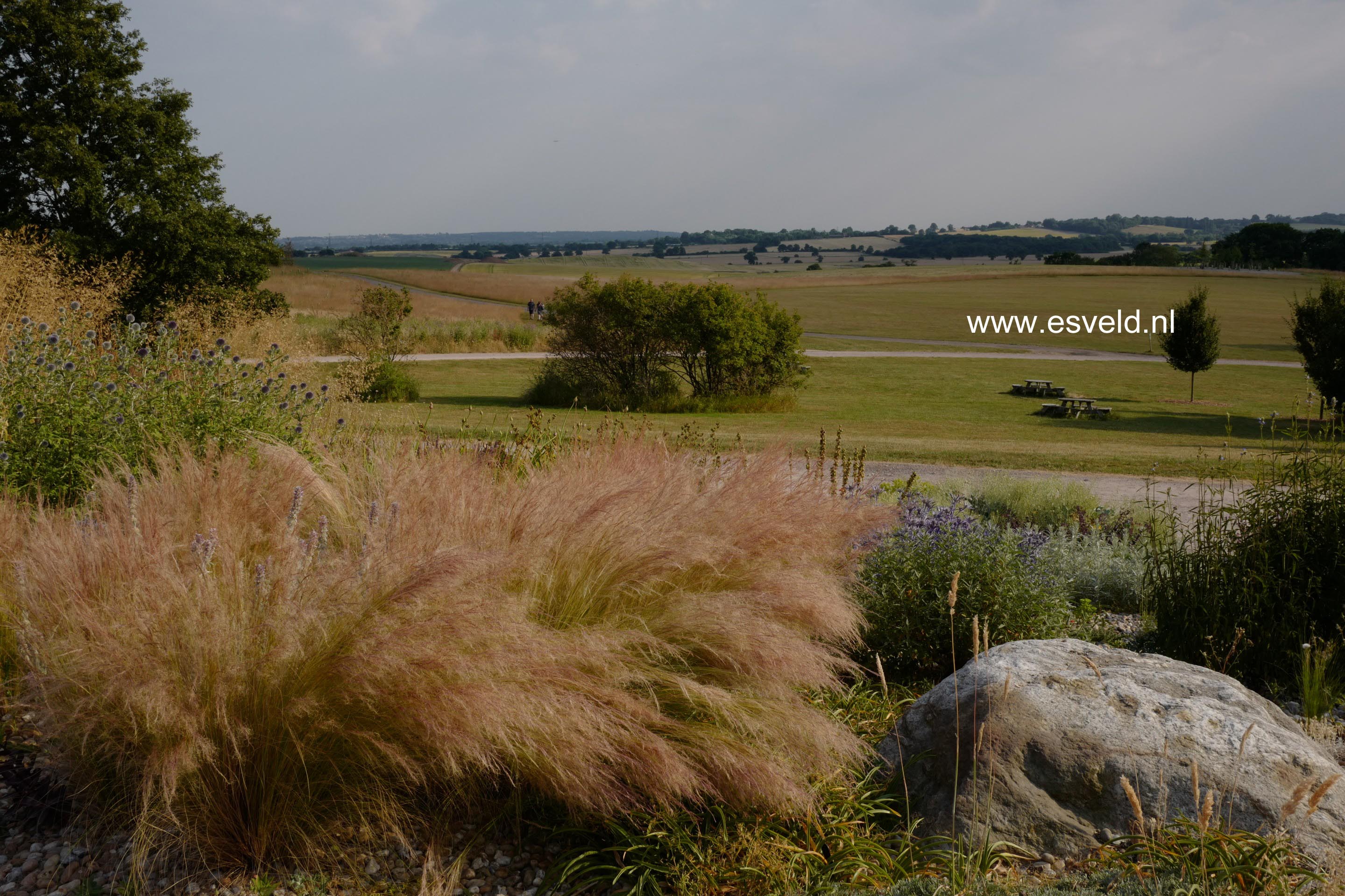 Stipa tenuissima