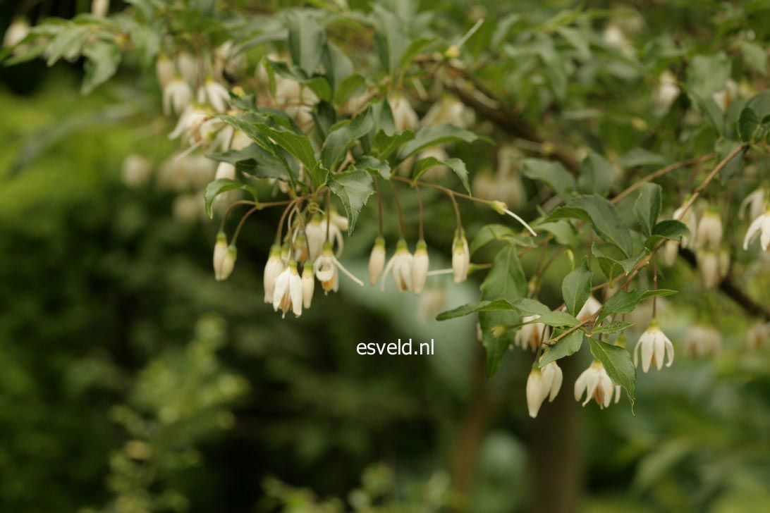 Styrax formosanus var. formosanus