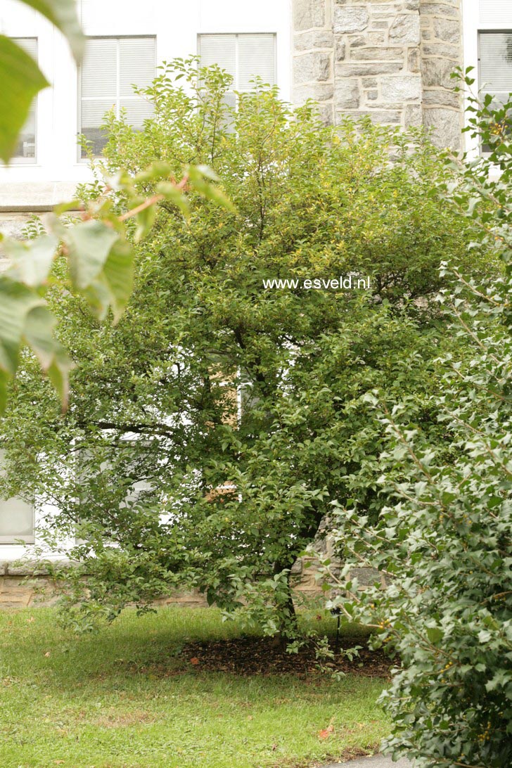 Styrax japonicus 'Chrystal'