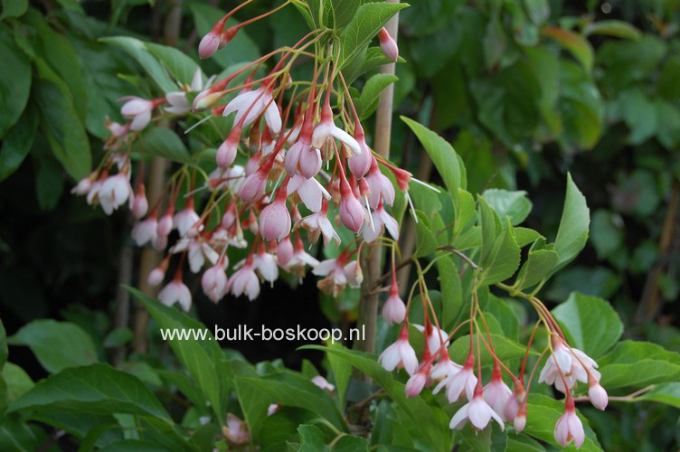 Styrax japonicus 'Pendulous Pink Chimes'