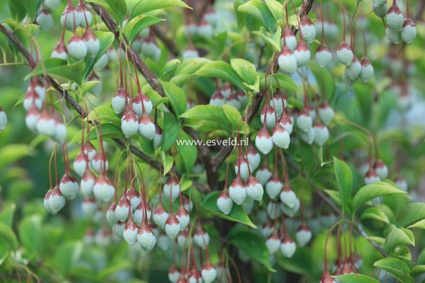Styrax japonicus 'Peter Pan'