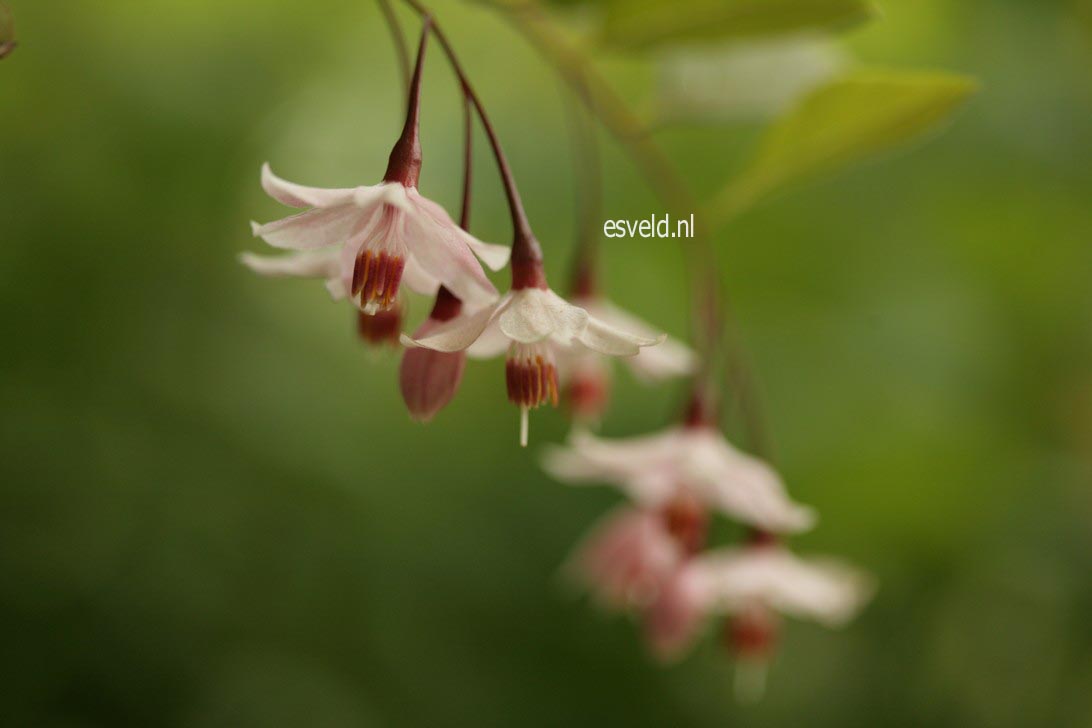 Styrax japonicus 'Pink Snowbell'