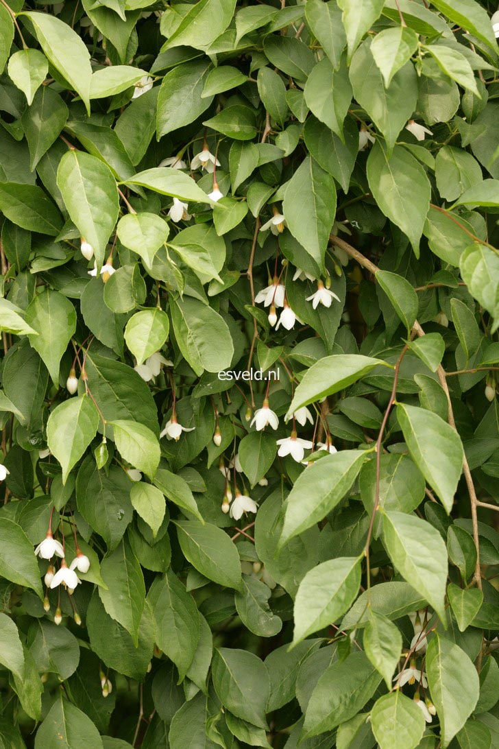 Styrax japonicus f. pendulus
