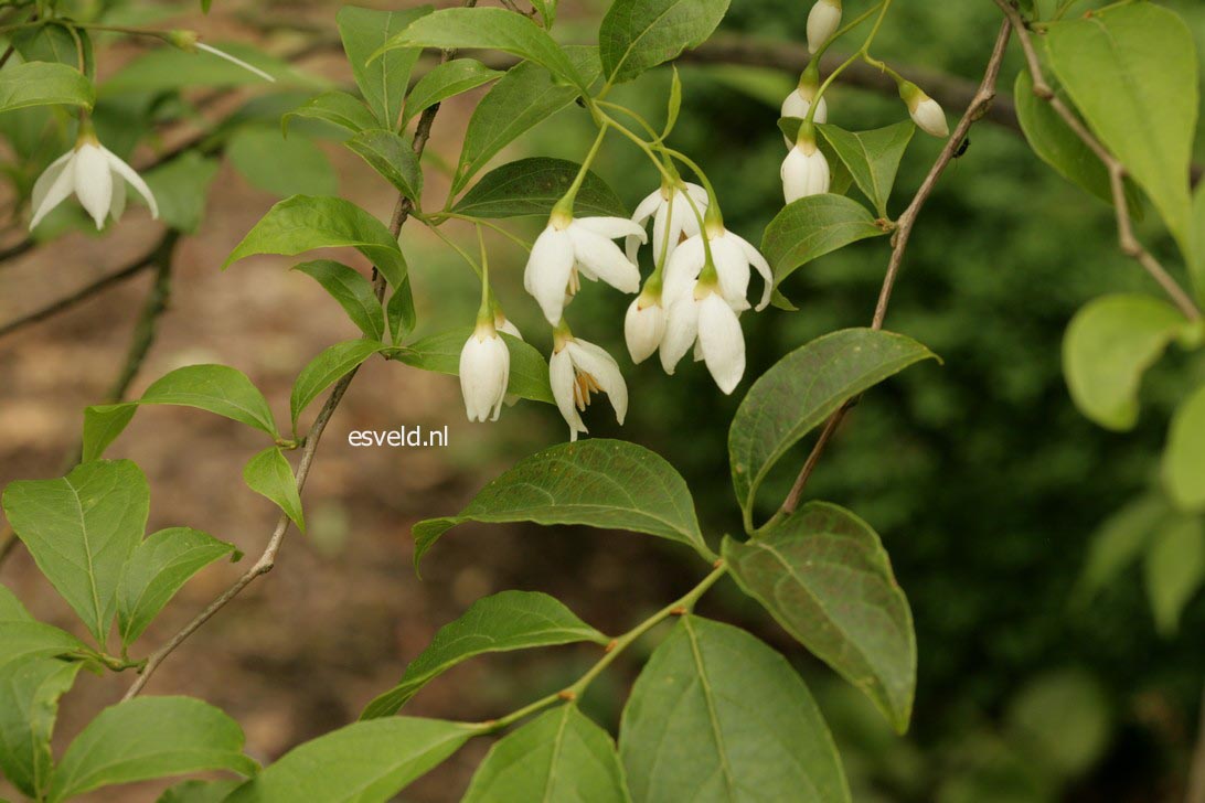 Styrax wuyuanensis